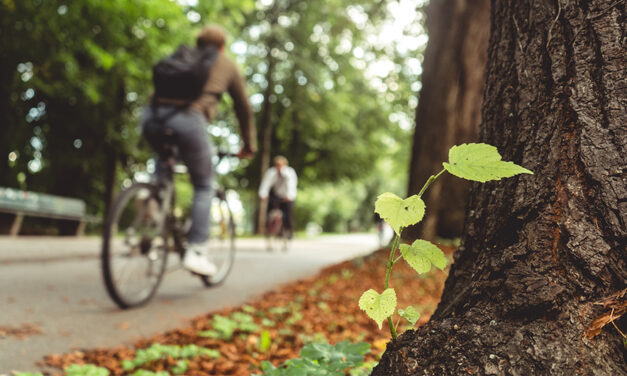 UMF Iași transformă o parte din oraș într-o oază verde: parc și pădure urbană în zona Sărărie – Țicău